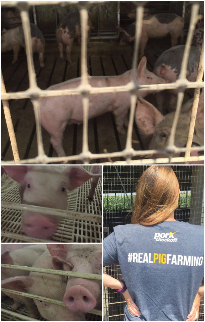 Real Pig Farming in Iowa. #IATourDePork