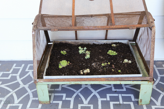 A vintage and rusty green metal greenhouse is used on the farmhouse front porch for succulents.  From Homestead 128.